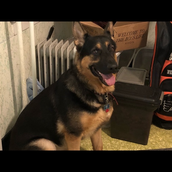 Meet your Posher, Rose - Picture 7 of 8